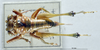 CollectionObject 1506737; 8b2e0279-703c-472b-b8ea-ec8c3845f93c: male, dorsal view (holotype). (CollectionObject).