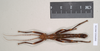CollectionObject 1557257; NHMUK(SF IMPORT DUPLICATE) 845250, 7e2ad631-ffb0-4ae4-b2f3-96a52c583658: copyright Natural History Museum, London. male (holotype). (CollectionObject).