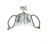 Tetrix ornata ornata (Say, 1824): Fig. 21. fastigium, dorsal aspect. (Otu).