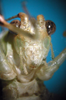 CollectionObject 1503502; 7376d0d2-dd27-4f47-b156-d7fcfc888bc8: male, frontal view (holotype). (CollectionObject).