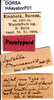 CollectionObject 1507100; 13b1583d-561d-4d10-ae67-5e6b32b64d2a, DORSA HAsysborP01: labels (paratype). (CollectionObject).