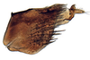 Pygofer, lateral view: Glossocratus afzelii, pygofer, laterally (INHS). (Observation).