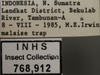 Other on Cicadulina (Cicadulina) bipunctata (Melichar, 1904): (Observation).