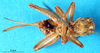 CollectionObject 1500182; f305c496-3ece-4c82-b8b7-9e7b3e483a84, MfN 1051: female, ventral view (holotype). (CollectionObject).