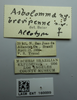 CollectionObject 1587116; c2c2af93-f370-4c6e-9ce5-fe8e5ffc239e: female, labels (allotype). (CollectionObject).