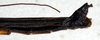 CollectionObject 1560951; NMW 157', 57673f8d-24be-4e89-8531-47a11182a26c: copyright NMW, Vienna. male: end of abdomen, lateral view (syntype). (CollectionObject).