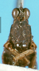CollectionObject 1505048; 7cf2c0c6-80c2-485a-a582-4ab7749e6481: male, frontal view (paratype). (CollectionObject).