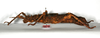 CollectionObject 1558871; da7e1470-206d-4894-be42-ea08a16f2f4d: copyright ZMB, Berlin. female, lateral view (syntype). (CollectionObject).