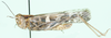 Oedaleus nigrofasciatus (De Geer, 1773): male, lateral view. (Otu).