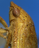 Head on Arapona vallea DeLong, 1979: Male holotype [OSU]: head, pronotum and mesonotum, lateral view. (Observation).