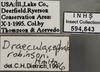 Other on Draeculacephala robinsoni Hamilton, 1967: Labels. (Observation).