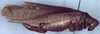 CollectionObject 1965776; 73a04ff5-fb0b-4baa-8314-0e6643d80f36: female, lateral view (paratype). (CollectionObject).