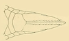Sternite VII (female) on Chinaia bella Bruner & Metcalf, 1934: Female specimen: apical portion of abdomen, ventral view. (Observation).