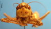 CollectionObject 1530837; 02aa7e7e-d929-427b-88c9-bf1b3e880fb8: female frons (paratype). (CollectionObject).