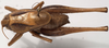 CollectionObject 1527265; a67f68f3-4285-4a41-a4cd-e7a71b7f070d: male, dorsal view. (CollectionObject).