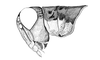 Eurotettix femoratus Bruner, 1906: Fig. 5Q. male head and pronotum, lateral view. (Otu).