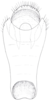 Anal tube processes: !! display not done !! on Cixidia (Epiptera) lapponica (Zetterstedt, 1837): (Observation).