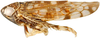 Habitus, lateral view: Neoaliturus carbonarius, lateral habitus (INHS). (Observation).