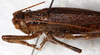 CollectionObject 1532921; 84d1b6c2-d772-4c48-8864-2dce5c911722: female, dorsal view (allotype). (CollectionObject).