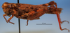 CollectionObject 1526236; 795c8b0a-a8e7-4ce2-b35d-6e8fd6cd3ce7: male, lateral view (paratype). (CollectionObject).