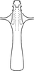 Aedeagus, ventral view: !! display not done !! on Eratoneura turgida (Beamer, 1931): Aedeagus, ventral view. (Observation).
