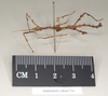 CollectionObject 1561336; NHMUK(SF IMPORT DUPLICATE) 844716, 8f2f0cbb-2369-4b48-8f04-7471200ee3f3: copyright Natural History Museum, London. male, lateral view (holotype). (CollectionObject).