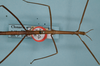 CollectionObject 1558594; SAMC SAM-PHA-A0000074, 66b8eae0-3fab-48ce-a742-cce305b811b2: holotype female, dorsal view (SAMC). (CollectionObject).