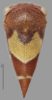 Habitus, dorsal view: !! display not done !! on Quadrinarea u-flava Goding, 1927: (Observation).