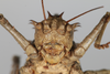 CollectionObject 1505709; f064a080-3cbe-4761-aa68-dd00f2c52683: female, anterior view (syntype). (CollectionObject).