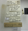 CollectionObject 1595412; 7469e9a5-1377-4df9-b6e3-cb59ede695b9: Nysius marginalis. Syntype. (BMNH) - (CC BY-NC 4.0) Photo by Stuart Cole, reproduced with permission from the Natural History Museum, London, UK. (CollectionObject).