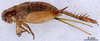 CollectionObject 1961577; 7373eadf-d4f9-4901-8ff9-5d8a9b007c4e, ANSP008_GRYLL_ANSP: Female, lateral view (paratype). (CollectionObject).