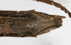 CollectionObject 1561435; 48ec0267-0823-48af-a170-1e8636a8aab7: copyright MNHU Berlin. female: end of abdomen, ventral view (holotype). (CollectionObject).