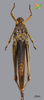 CollectionObject 2250508; Unioeste Cascavel K-1186, c635d9ba-c6c7-4252-9d3a-5198b7bb4aee: Female, ventral view. (CollectionObject).