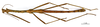 CollectionObject 1560677; 21a9069e-21c3-4a30-b8df-ff3aab0380ac: copyright MNHN, Paris. male (holotype). (CollectionObject).