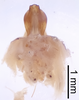 CollectionObject 1522833; c61c29f2-acd7-43cb-ada6-9da17b953d4e: Male genitalia, dorsal view (holotype). (CollectionObject).