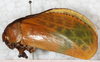 CollectionObject 1496443; NMW 4375, fdb4db34-0dbe-42b7-acd2-26f74df50a82: female, lateral view (holotype). (CollectionObject).