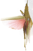 Atractomorpha orientalis Kevan & Chen, 1969: dorsal view. (Otu).