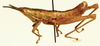 Afrosphena picticeps (Bolívar, 1904): as Afrosphena vitatta. male, lateral view. (Otu).