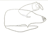 Male genital capsule, lateral view: !! display not done !! on Neocoelidia fuscodorsata (Fowler, 1900): Male genital capsule, lateral view. (Observation).