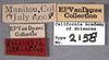 Other: !! display not done !! on Cyrtolobus acutus Van Duzee, 1908: (Observation).