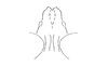 Cloephoracris festae (Giglio-Tos, 1897): Fig. 8A. male fastigium, dorsal view. (Otu).