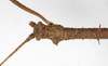 CollectionObject 1557776; db09e5e6-a031-42c2-8b75-5c488b61d0ea: copyright NMW. male: head, dorsal view (syntype). (CollectionObject).;CollectionObject 1557777; 022a4bd5-75b3-4878-9016-fc44d8d98d1b: copyright NMW. male: head, dorsal view (syntype). (CollectionObject).