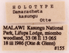 CollectionObject 1522825; acd5b3c7-da1a-4daa-927c-9946a1473a30: Male, labels (holotype). (CollectionObject).