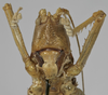 CollectionObject 1539600; d5aad2e0-fbf0-4e8d-b2c6-0455accae3a6: female face (holotype). (CollectionObject).