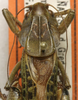 CollectionObject 1566370; 96e22589-c53d-4586-9ea4-aae88284d1b1: male pronotum and stridulatory area, dorsal view (paratype). (CollectionObject).