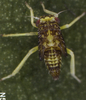 Habitus, lateral view on Arboridia (Arboridia) kratochvili (Lang, 1945): Nymph (N5). (Observation).