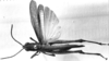 CollectionObject 1530220; d86a2d42-eb93-4ad5-a4be-172eafd0325c: Image Carbonell, C.S. male, dorsal view (syntype). (CollectionObject).