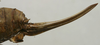 CollectionObject 1536002; 8458d4a8-8515-465d-b9aa-008c4d8af1c3: female ovipositor (paratype). (CollectionObject).