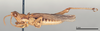 CollectionObject 1535552; 769f0e13-c1b3-469b-9fec-badb3331251d: male, lateral view (lectotype). (CollectionObject).