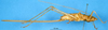 CollectionObject 1505023; 8afd849e-c990-47dc-8ab8-b4789f4b8a2b, DORSA D17TF01: female, lateral view (holotype). (CollectionObject).